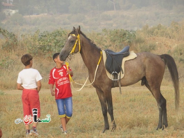 فيديو : فتيان وشباب كفرقاسم في مهرجان الخيول القسماوية في سهل البلدة .. لكن ينقصهم الدعم والرعاية من البلدية  